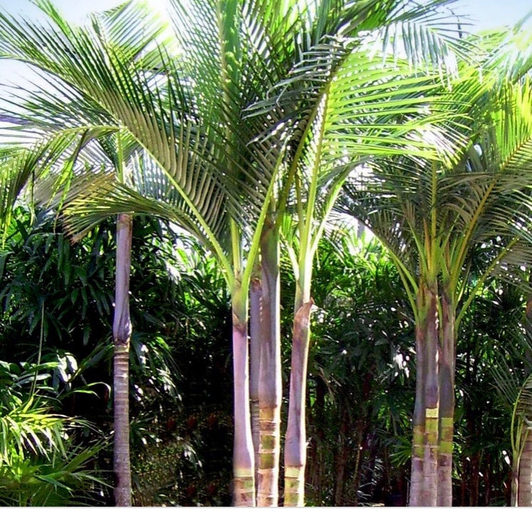 Archontophoenix Purpea “Purple King Palm” | Premier Growers, Inc